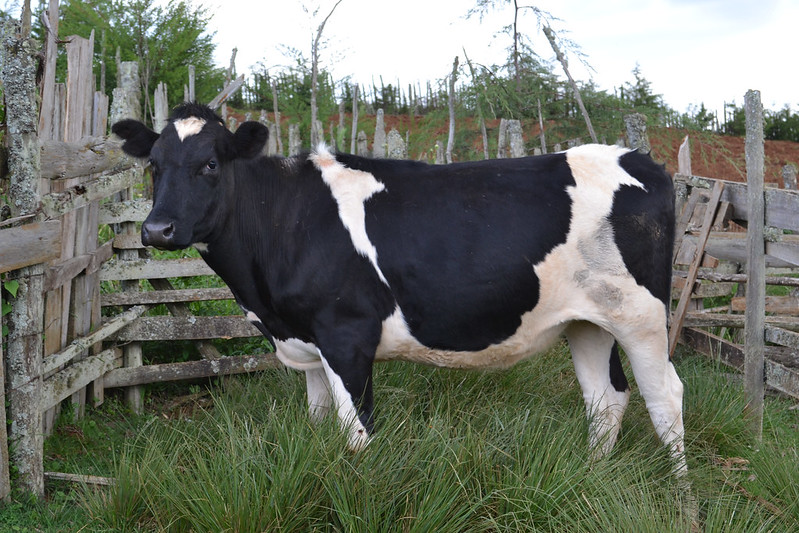 Black and white cow. Regular cow, I guess.